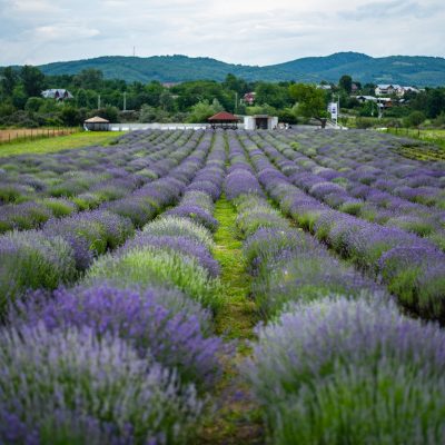 gradina-de-lavanda-tiparesti