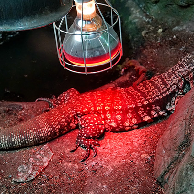 reptiland-3
