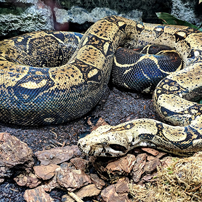 reptiland-6