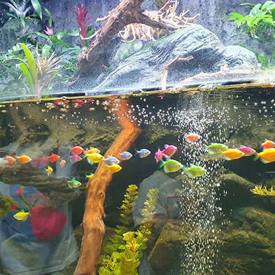 reptiland-8