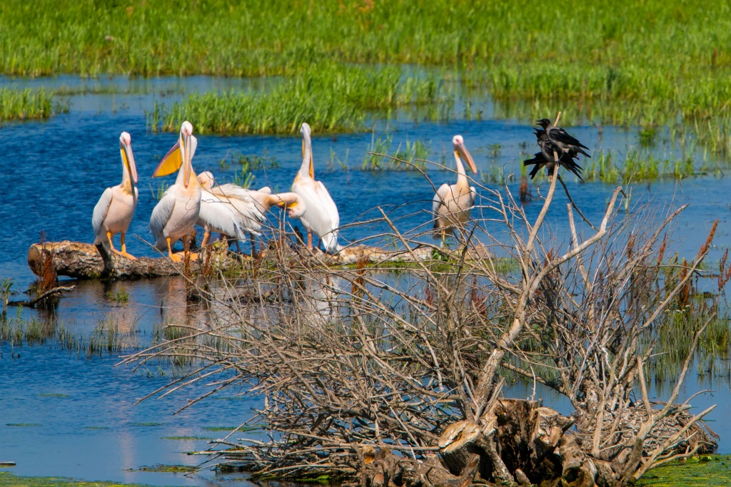 Imagine excursie delta dunarii